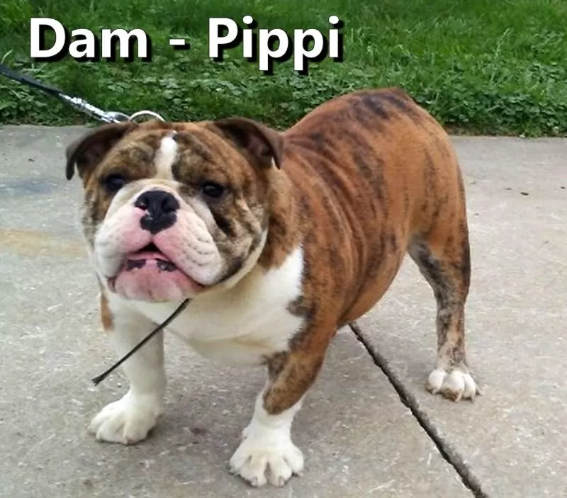 Puppy Name: Pippi