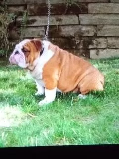 Puppy Name: Marvin