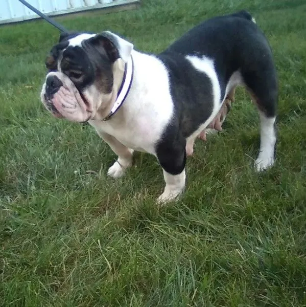 Puppy Name: Abbey