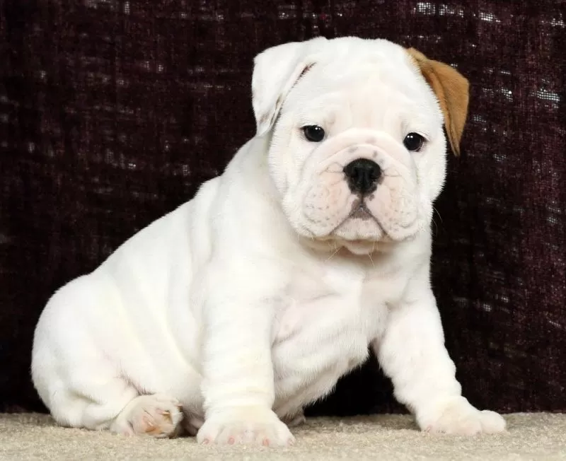Puppy Name: Beauty