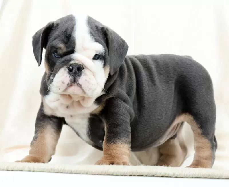 Puppy Name: Blue Buddy