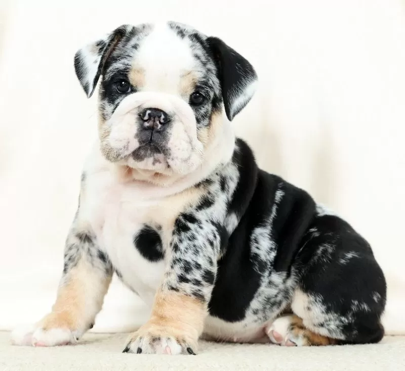 Puppy Name: Bellarina