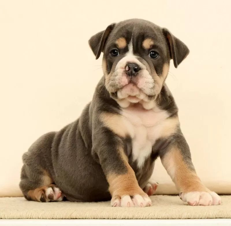 Brutus