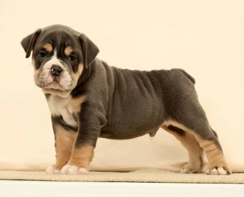 Brutus