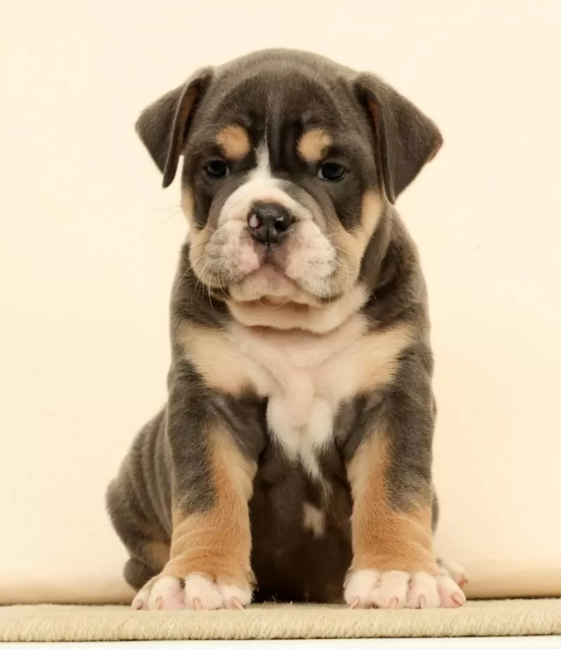 Brutus