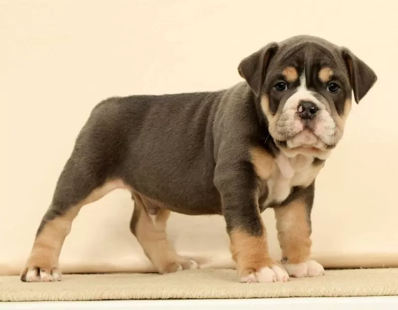 Brutus
