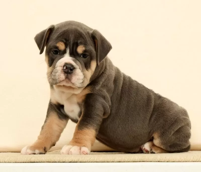 Brutus
