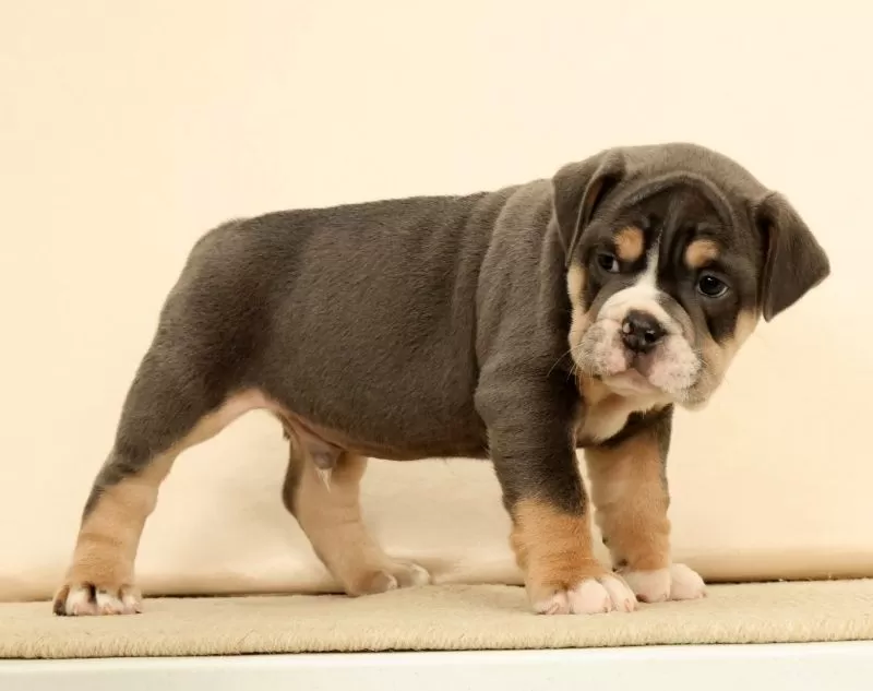 Brutus