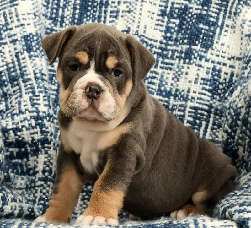 Brutus