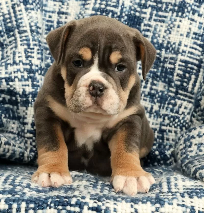 Brutus