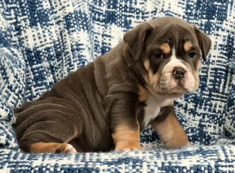 Brutus