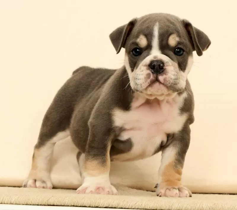 Puppy Name: Captain
