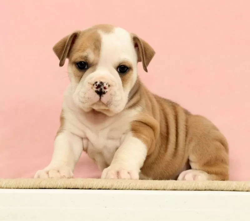Puppy Name: Jenny