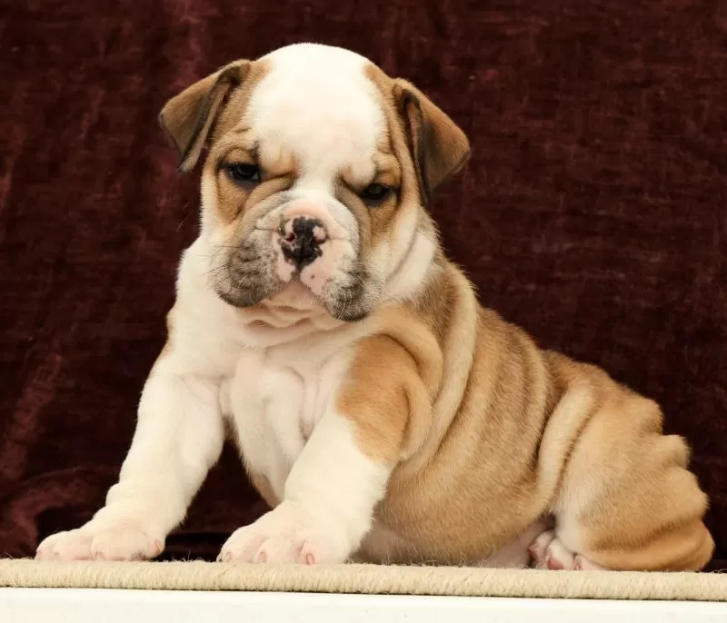 Puppy Name: Jasper