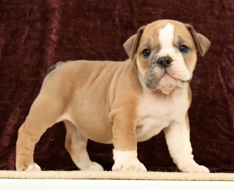 Jaxson