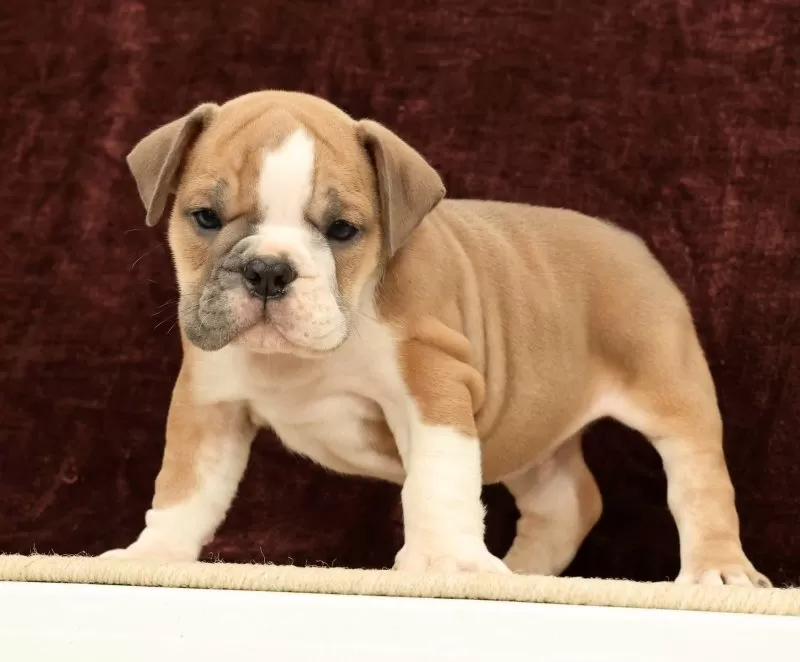 Jaxson