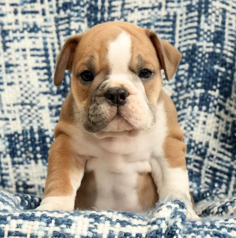 Jaxson