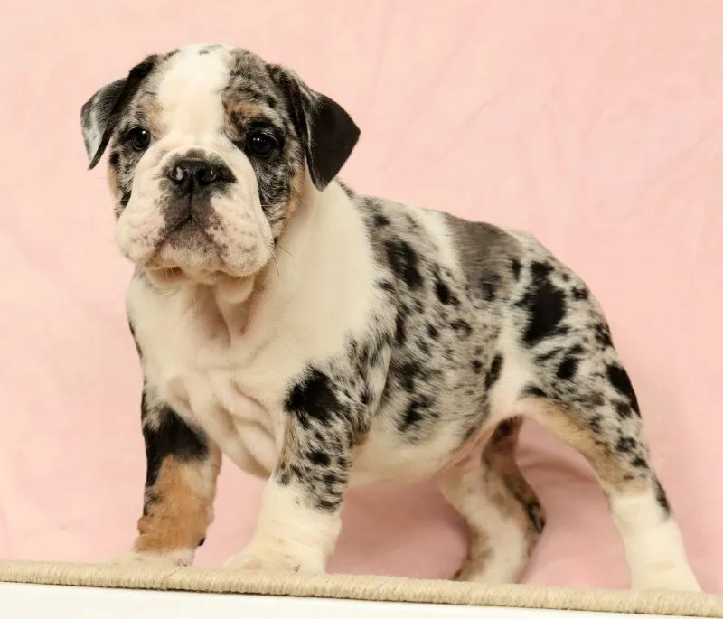 Puppy Name: Blue Jazz