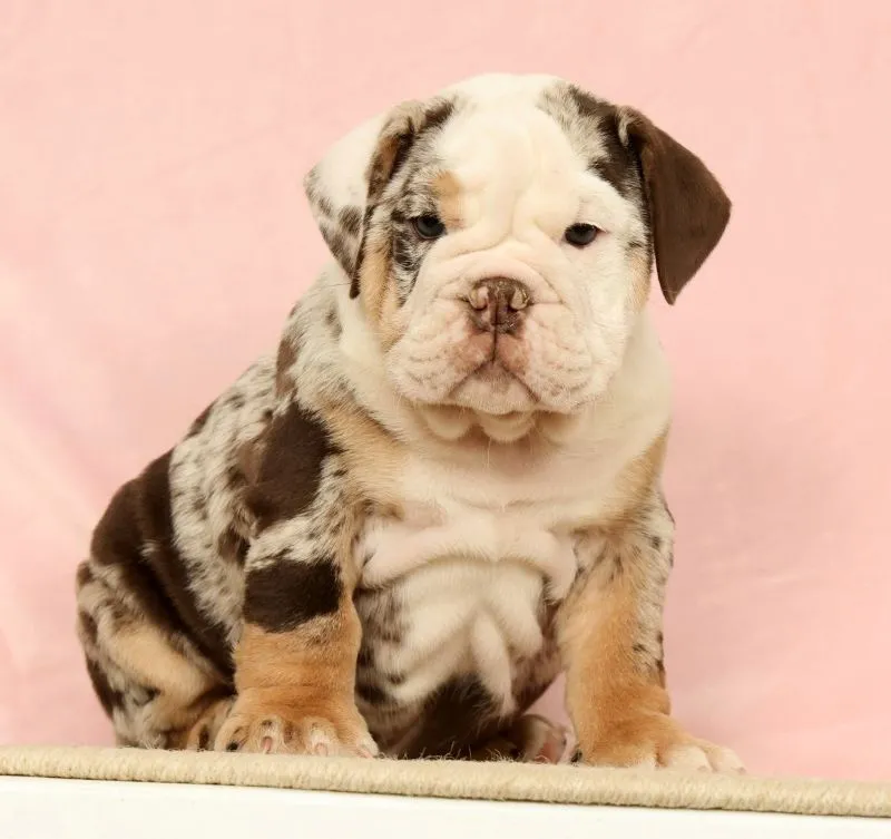 Puppy Name: Gherkin