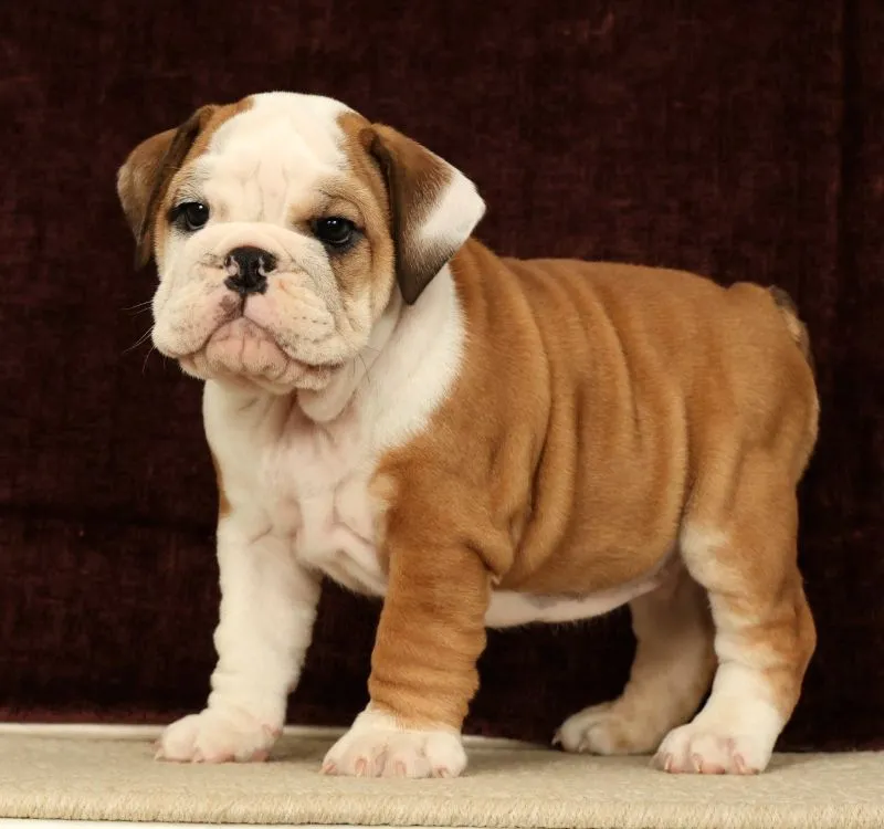Puppy Name: Maxx