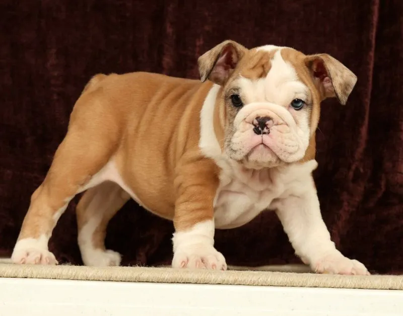 Puppy Name: Liberty