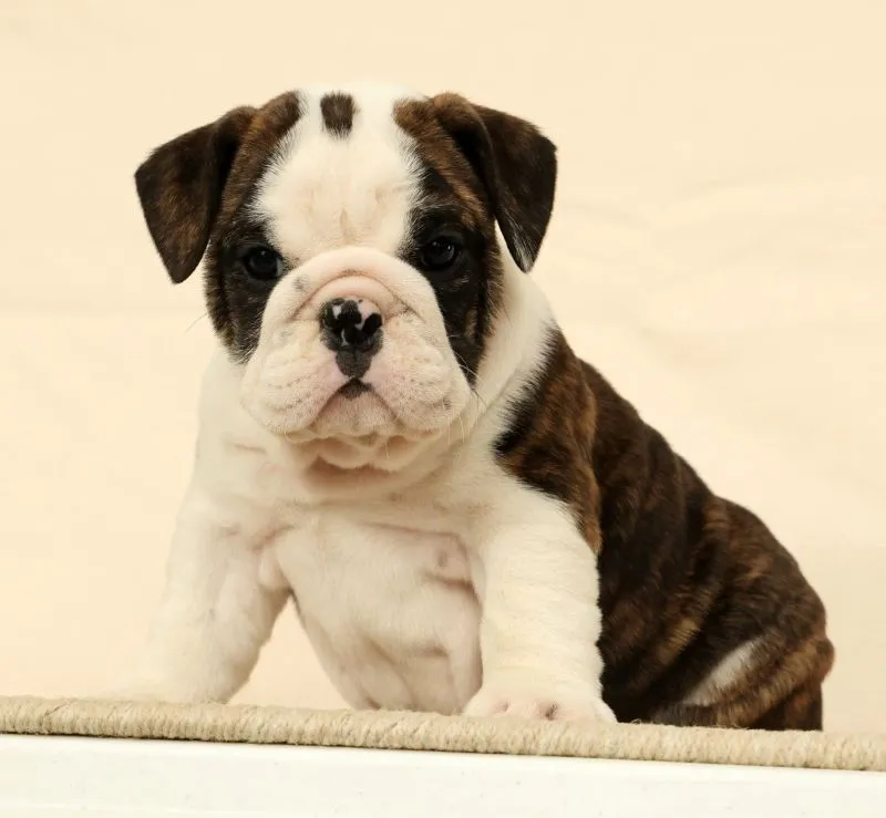 Petunia
