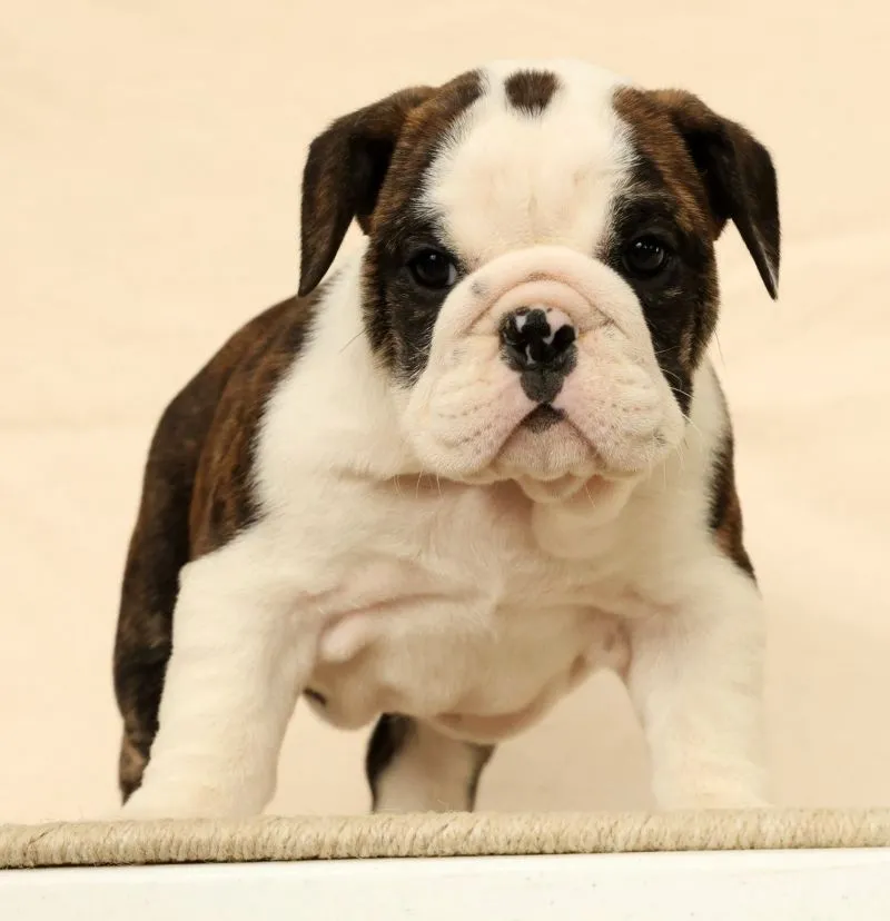 Petunia