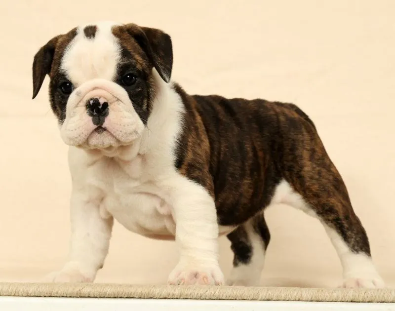 Petunia