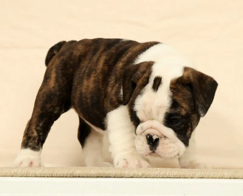 Petunia