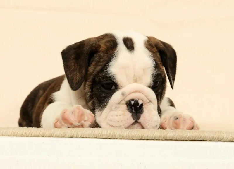 Petunia