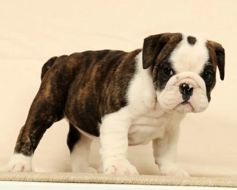 Petunia