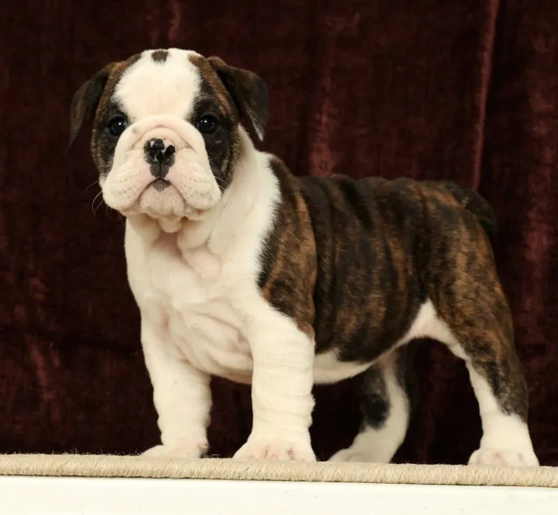 Petunia