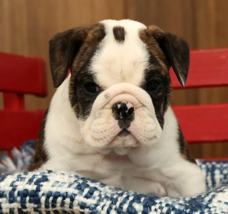 Petunia