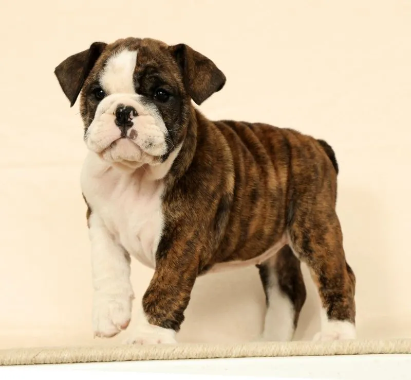 Puppy Name: Clover