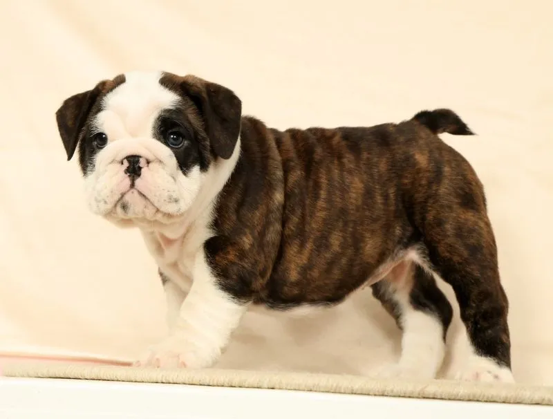 Puppy Name: Aurelia
