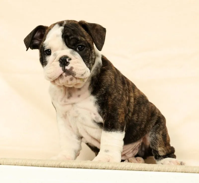 Puppy Name: Zayne